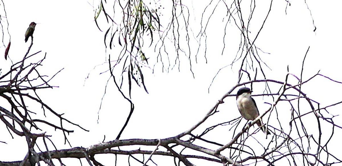 Pie-grièche migratrice - ML642706175