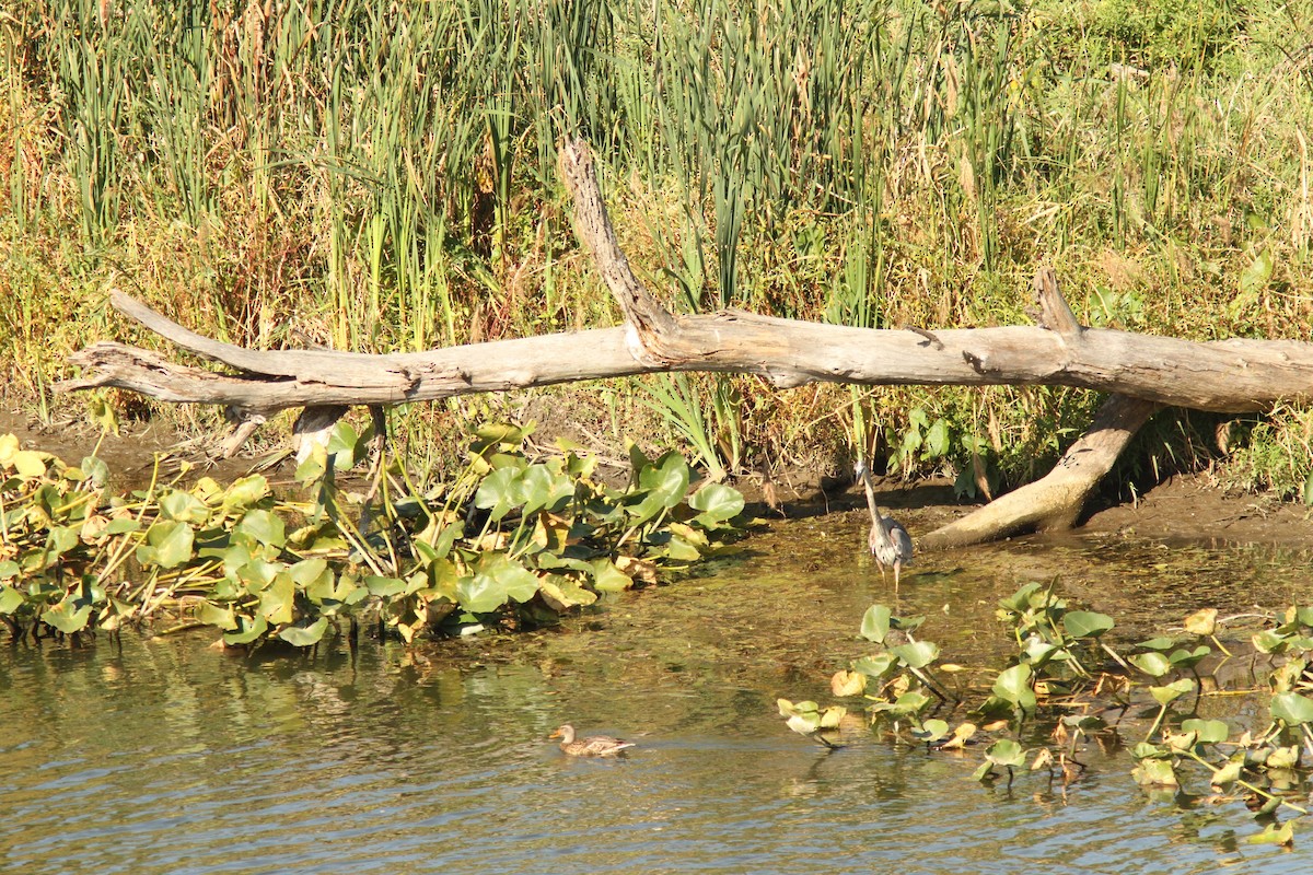 Great Blue Heron - ML642706178