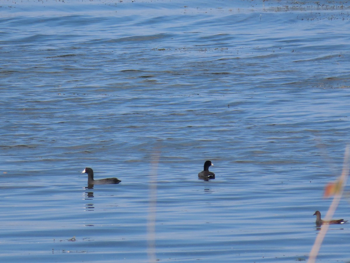 American Coot - ML642706181