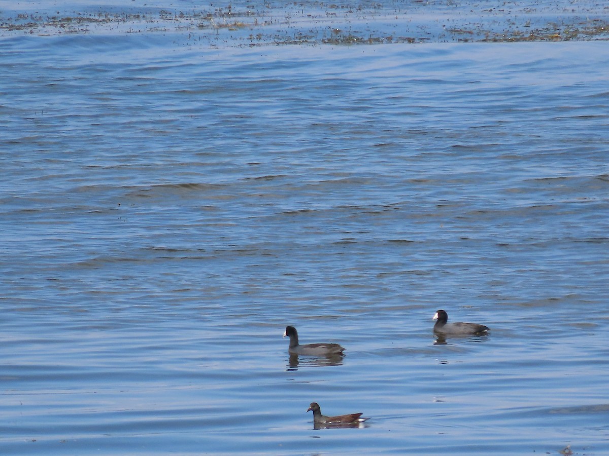 American Coot - ML642706183