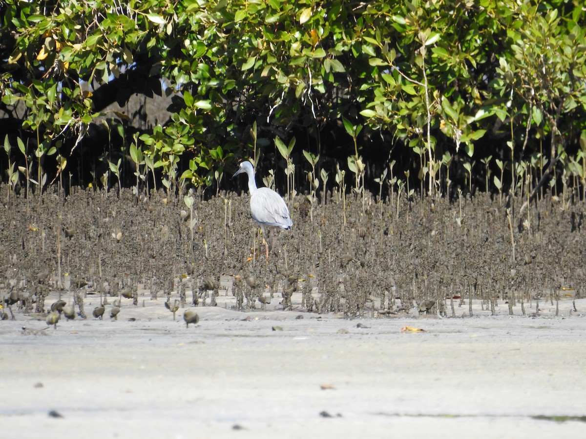 Aigrette à face blanche - ML642706193