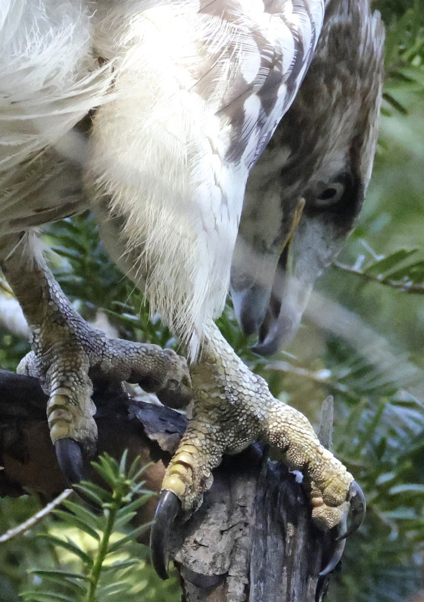 Red-tailed Hawk - ML642706204