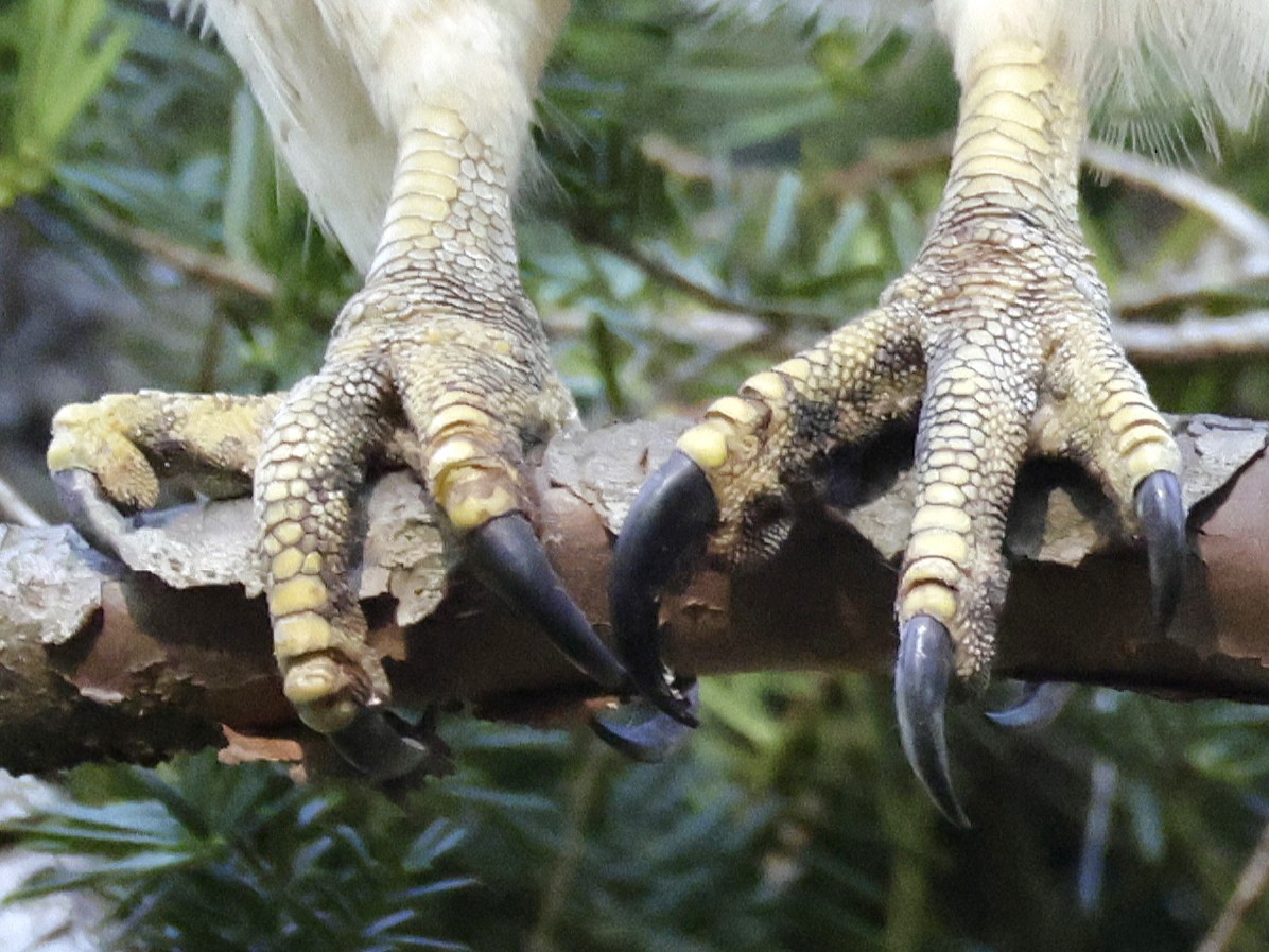 Red-tailed Hawk - ML642706205