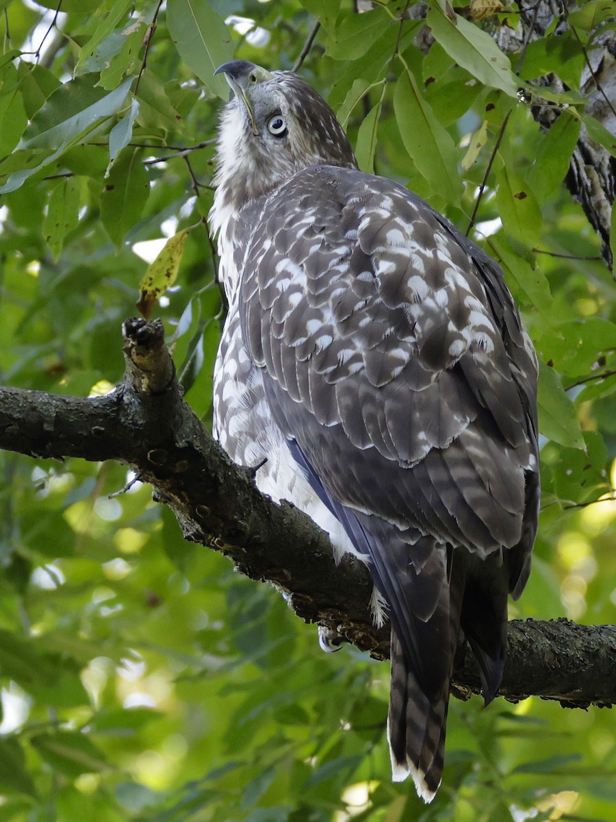 Red-tailed Hawk - ML642706206