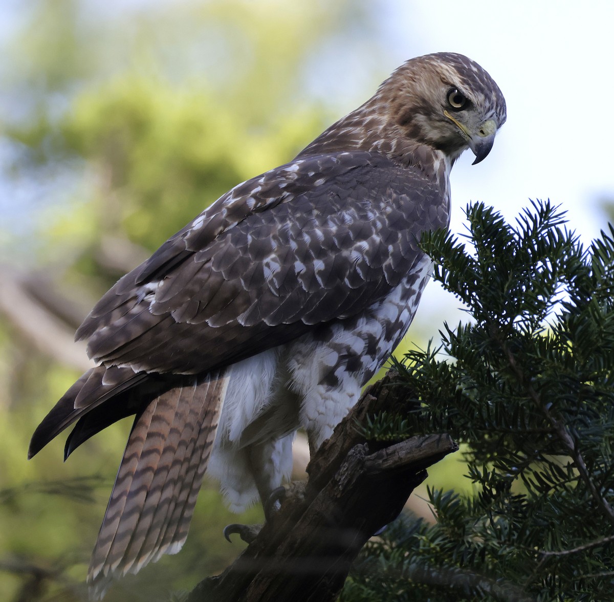 Red-tailed Hawk - ML642706207