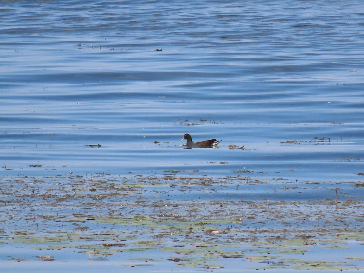 Common Gallinule - ML642706211