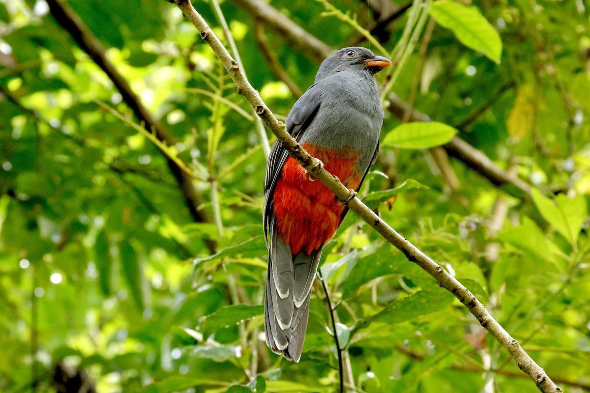 Slaty-tailed Trogon - ML642706224