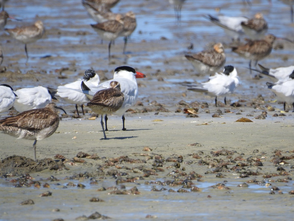 Caspian Tern - ML642706231