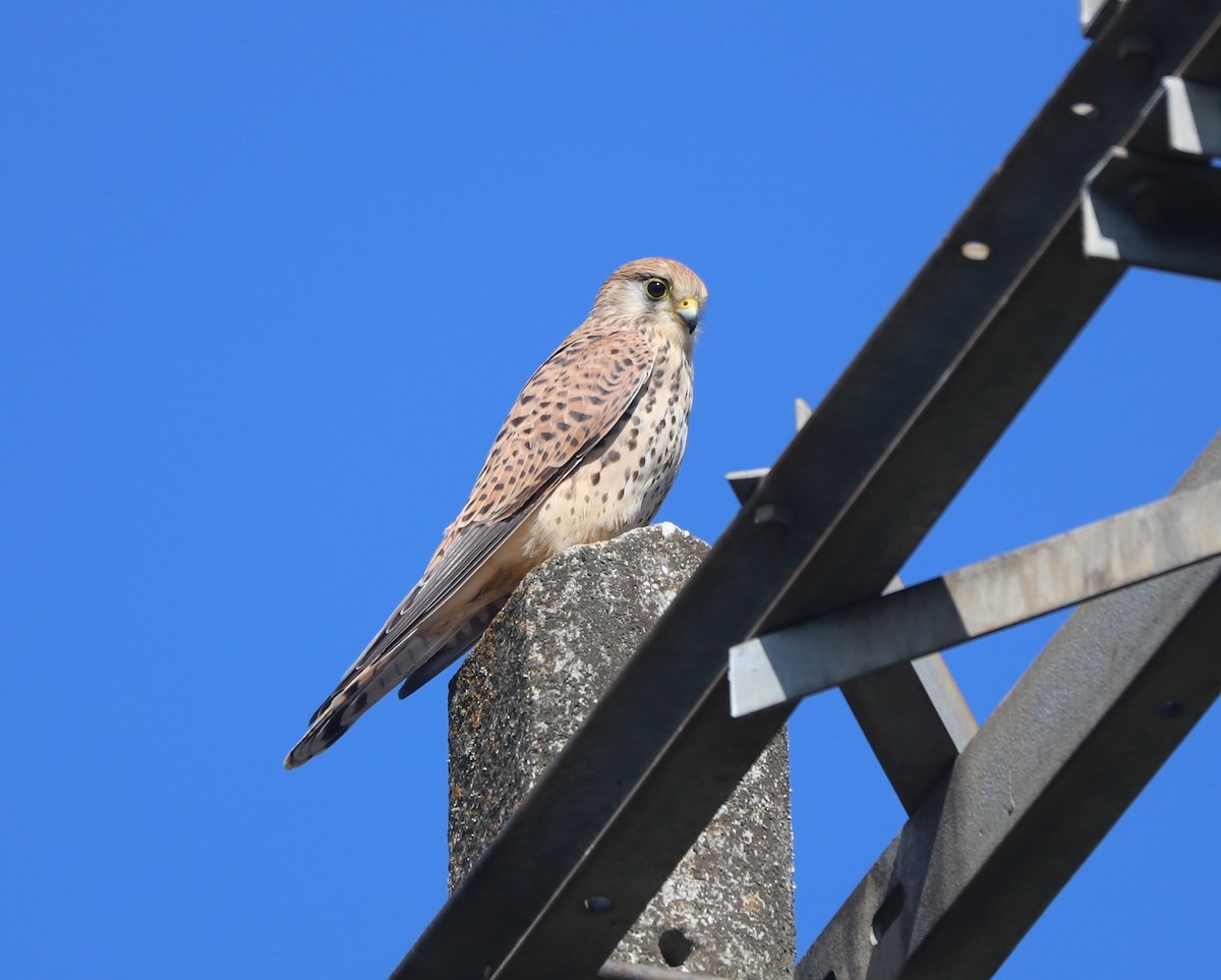 Eurasian Kestrel - ML642706244