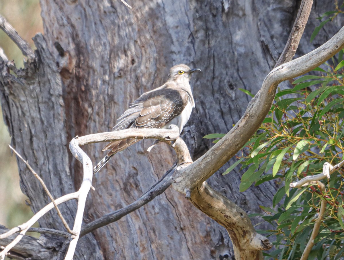 Pallid Cuckoo - ML642706249