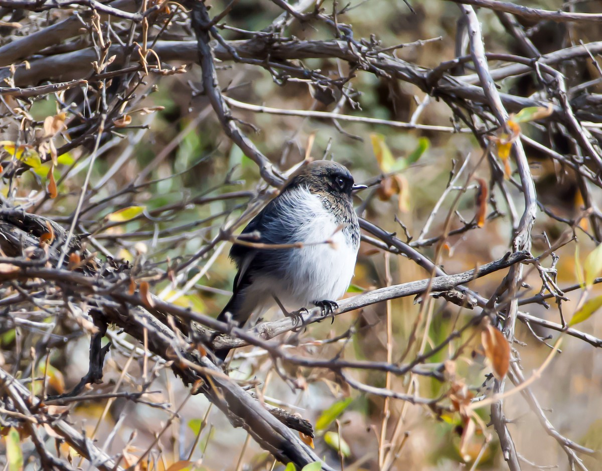 Alaca Kızılkuyruk - ML642706250