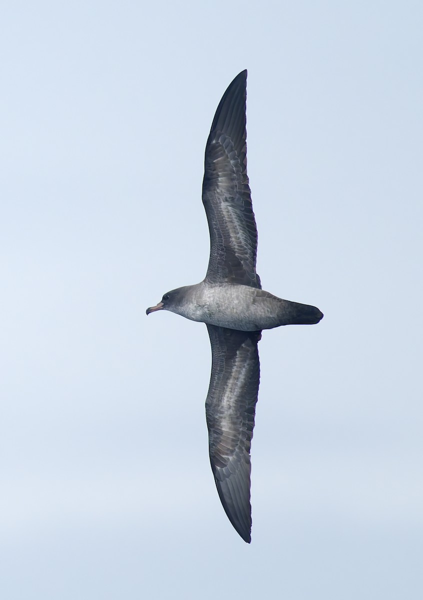 Pink-footed Shearwater - ML642706253