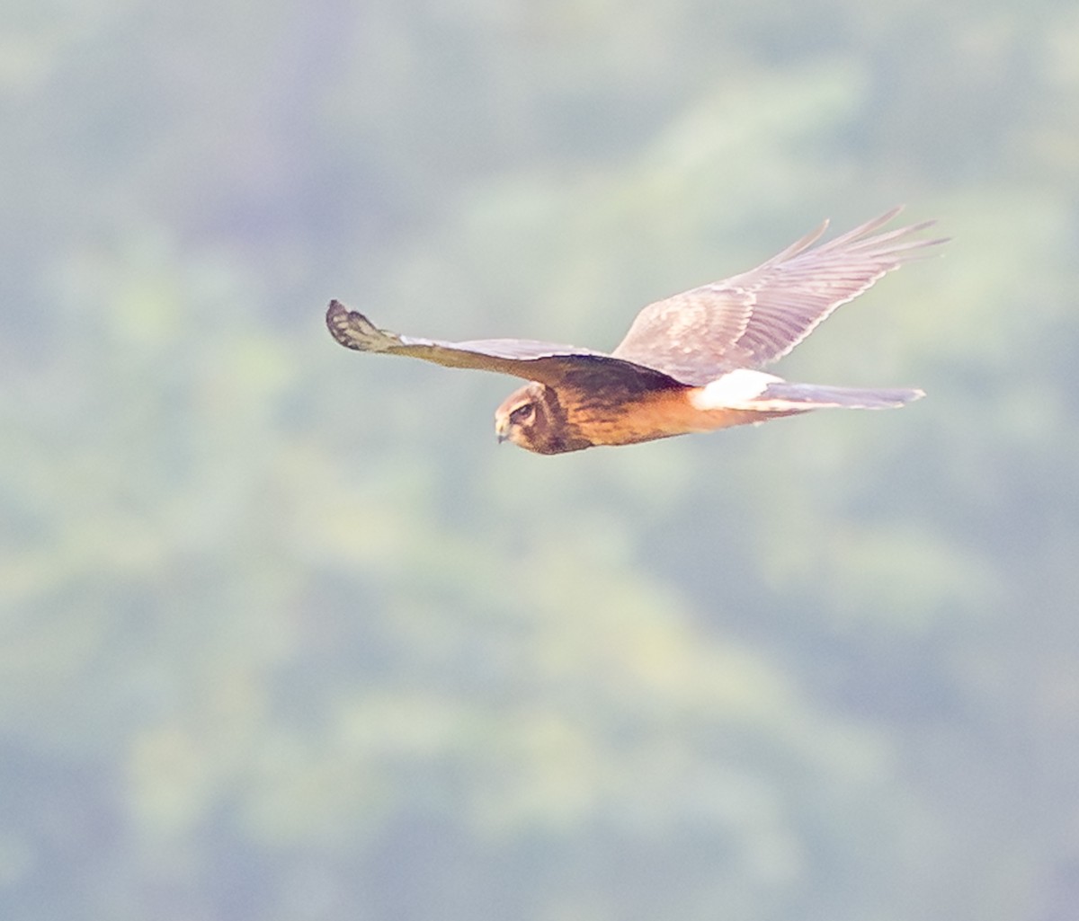 Northern Harrier - ML642706260