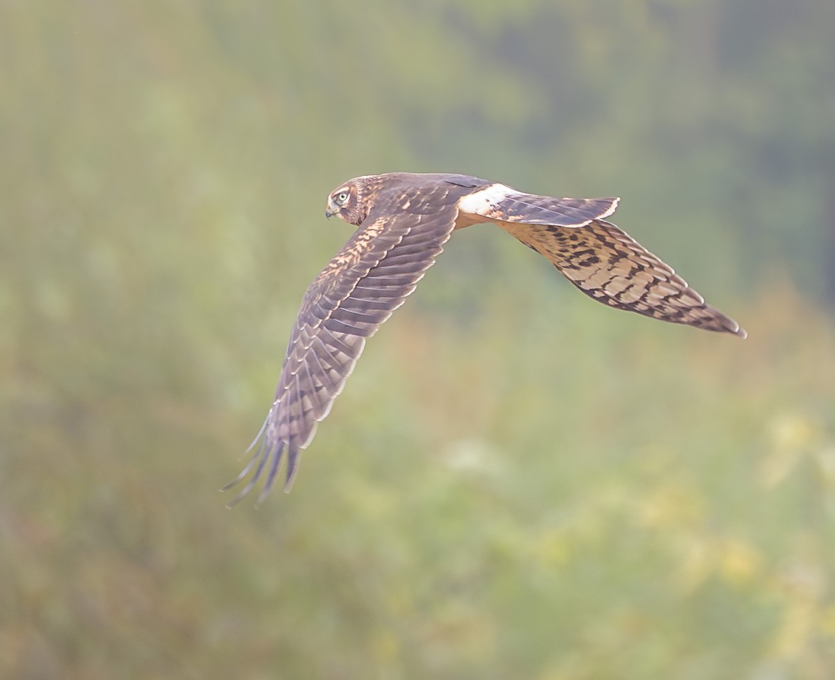Northern Harrier - ML642706261
