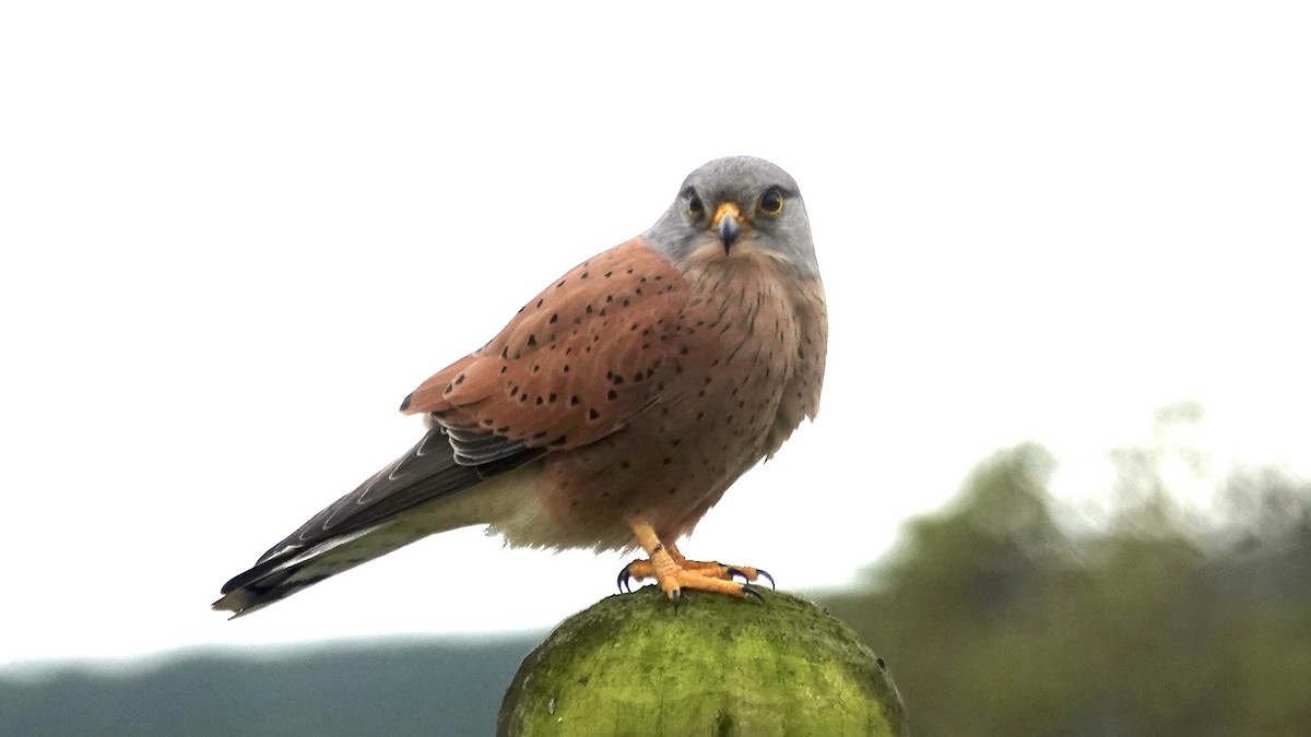Rock Kestrel - ML642706262