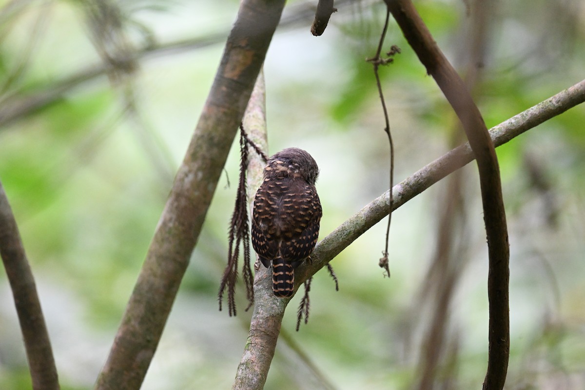 Collared Owlet - ML642706263