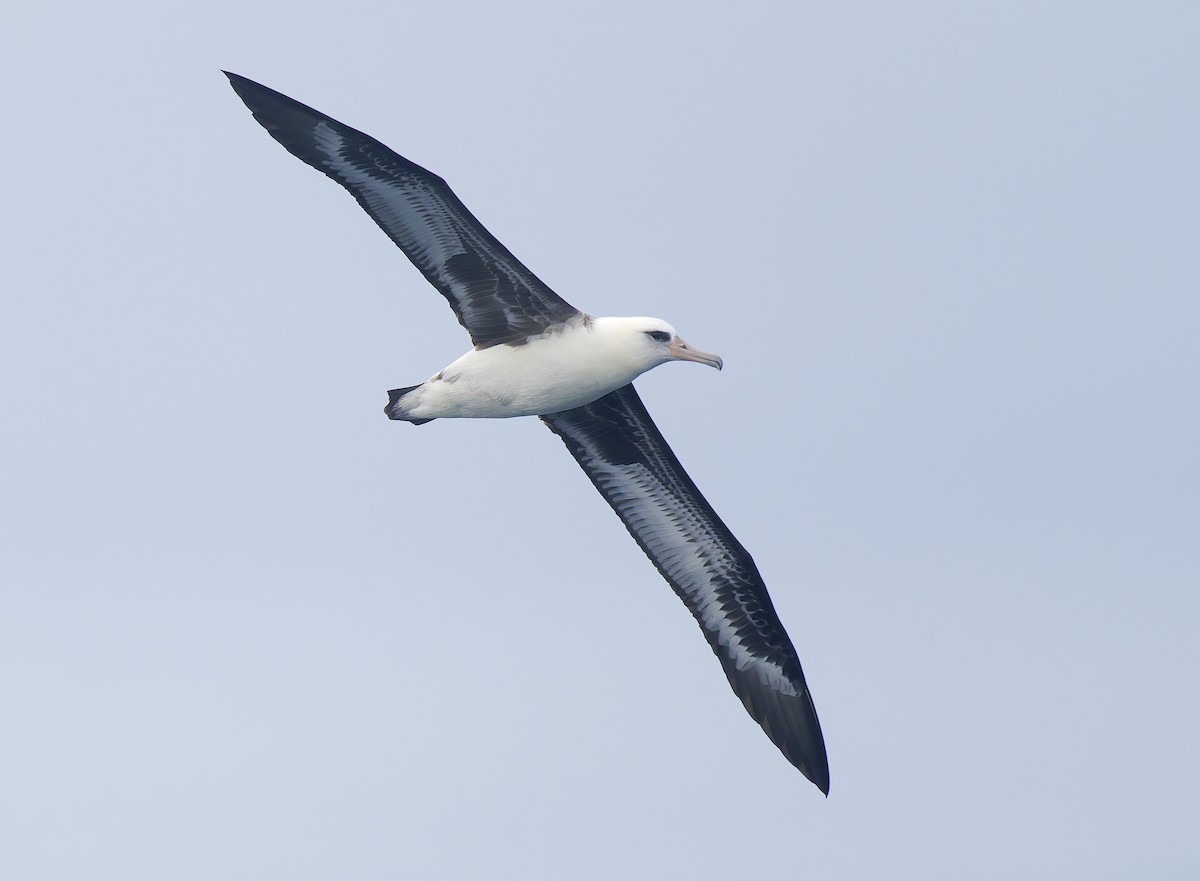Laysan Albatross - ML642706264