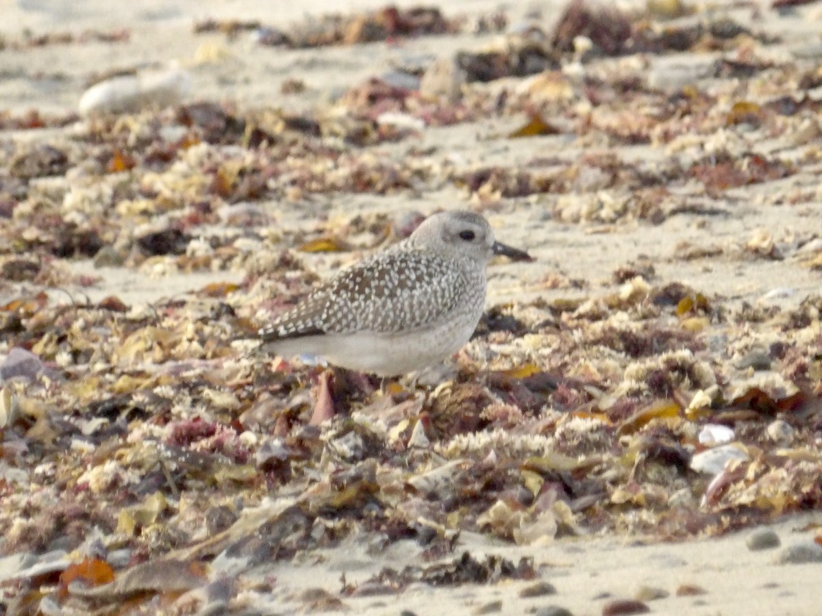 Black-bellied Plover - ML642706265