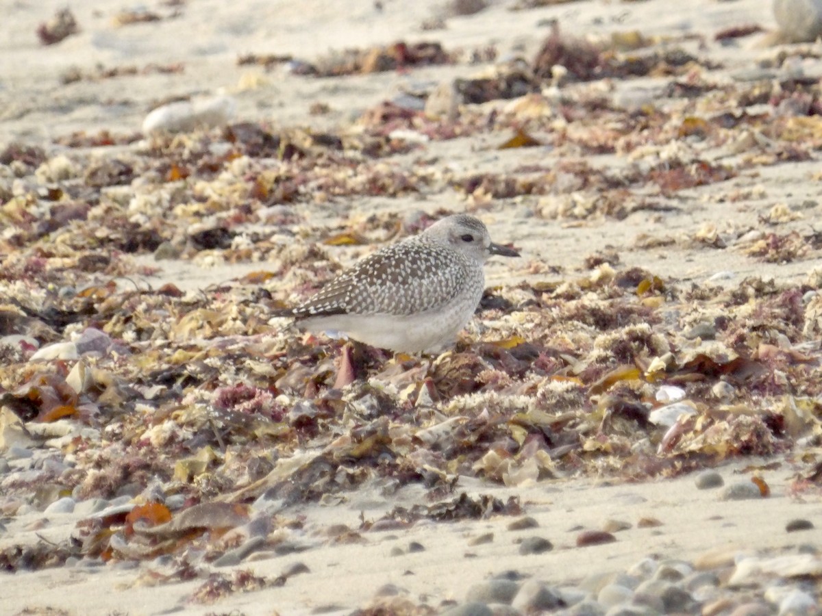 Black-bellied Plover - ML642706266