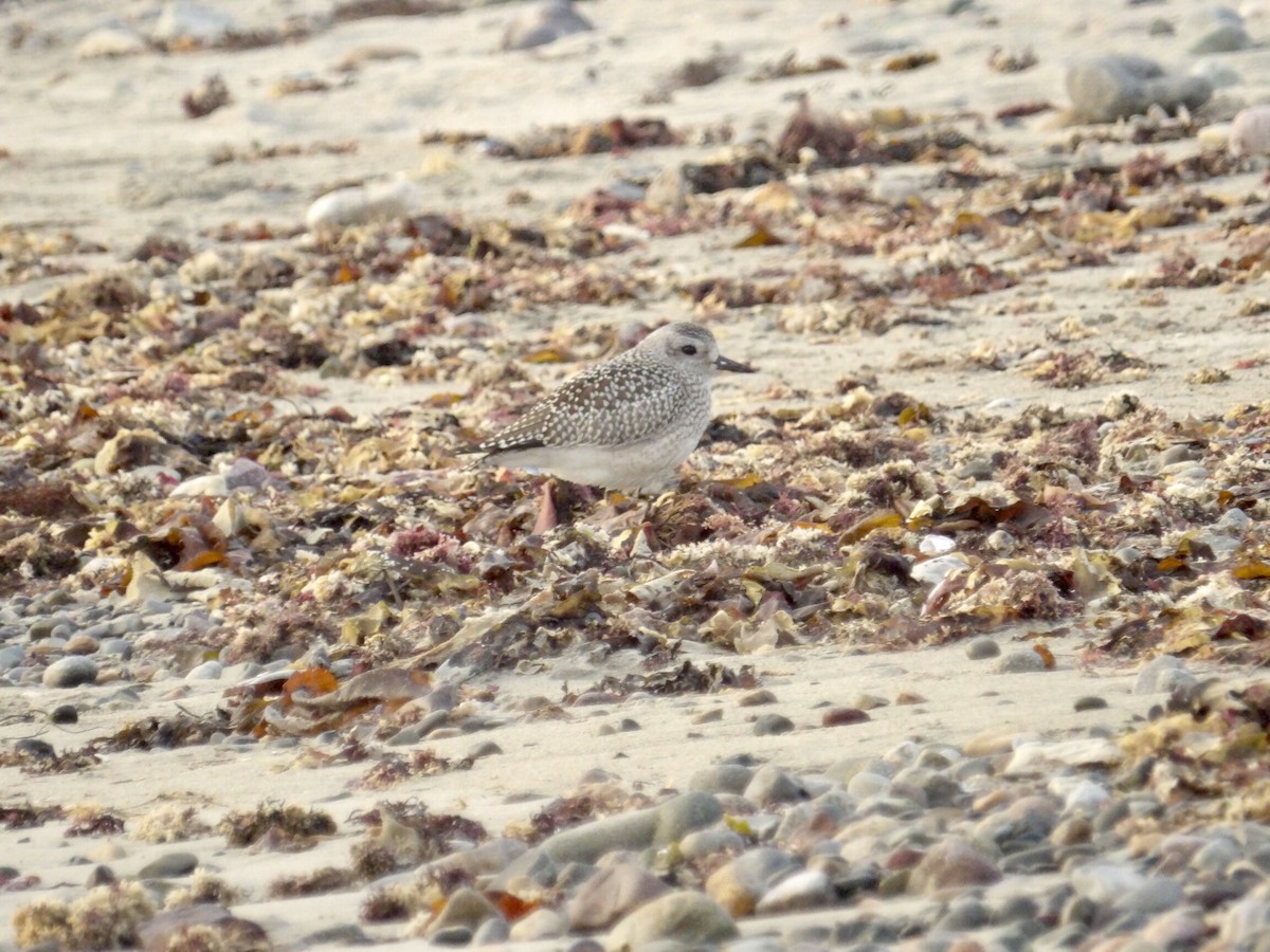 Black-bellied Plover - ML642706267