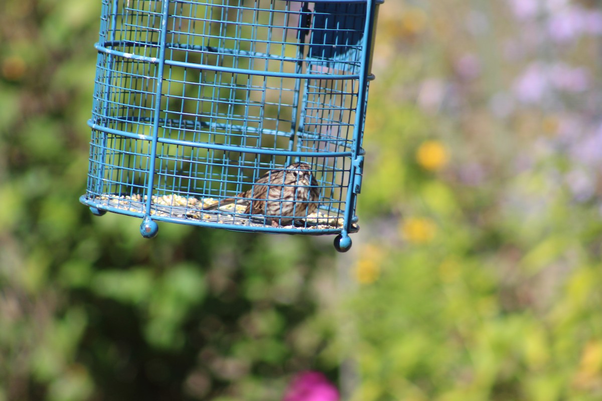 Song Sparrow - ML642706268