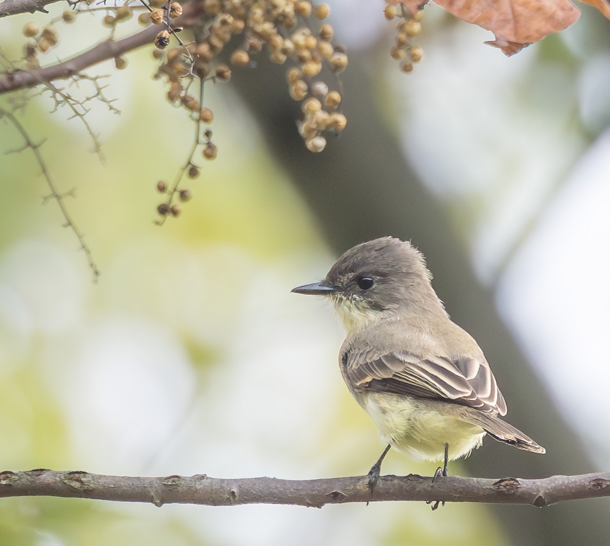 Eastern Phoebe - ML642706271