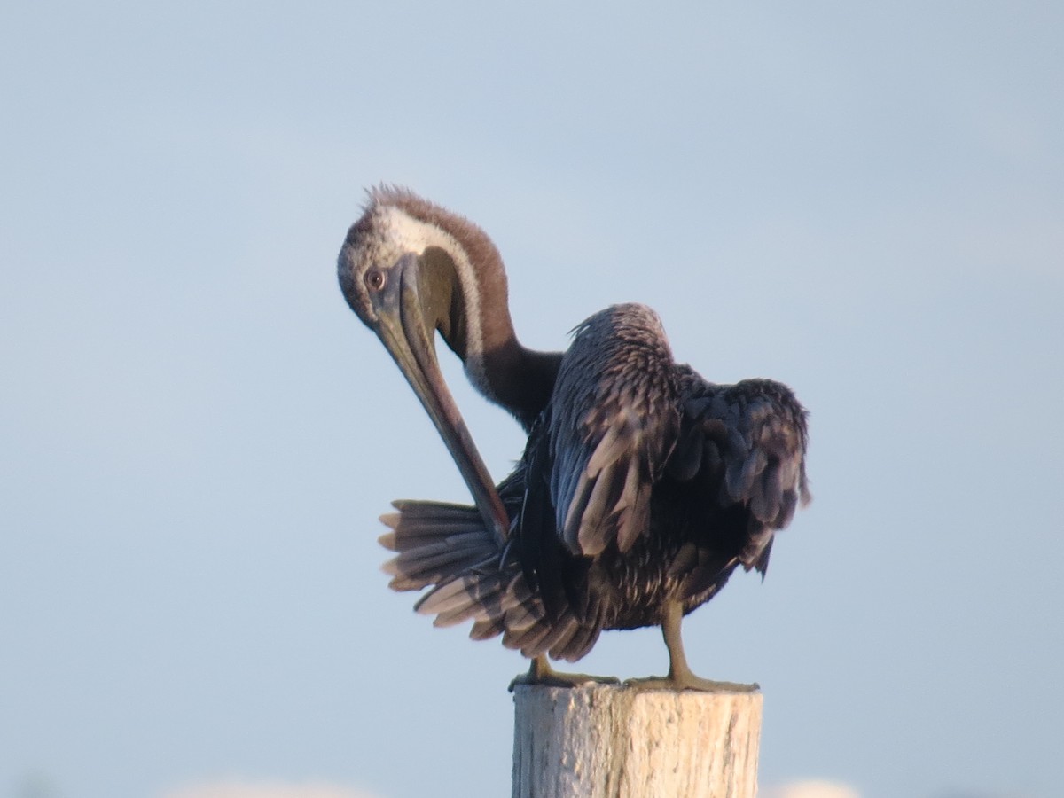 Brown Pelican - ML642706272