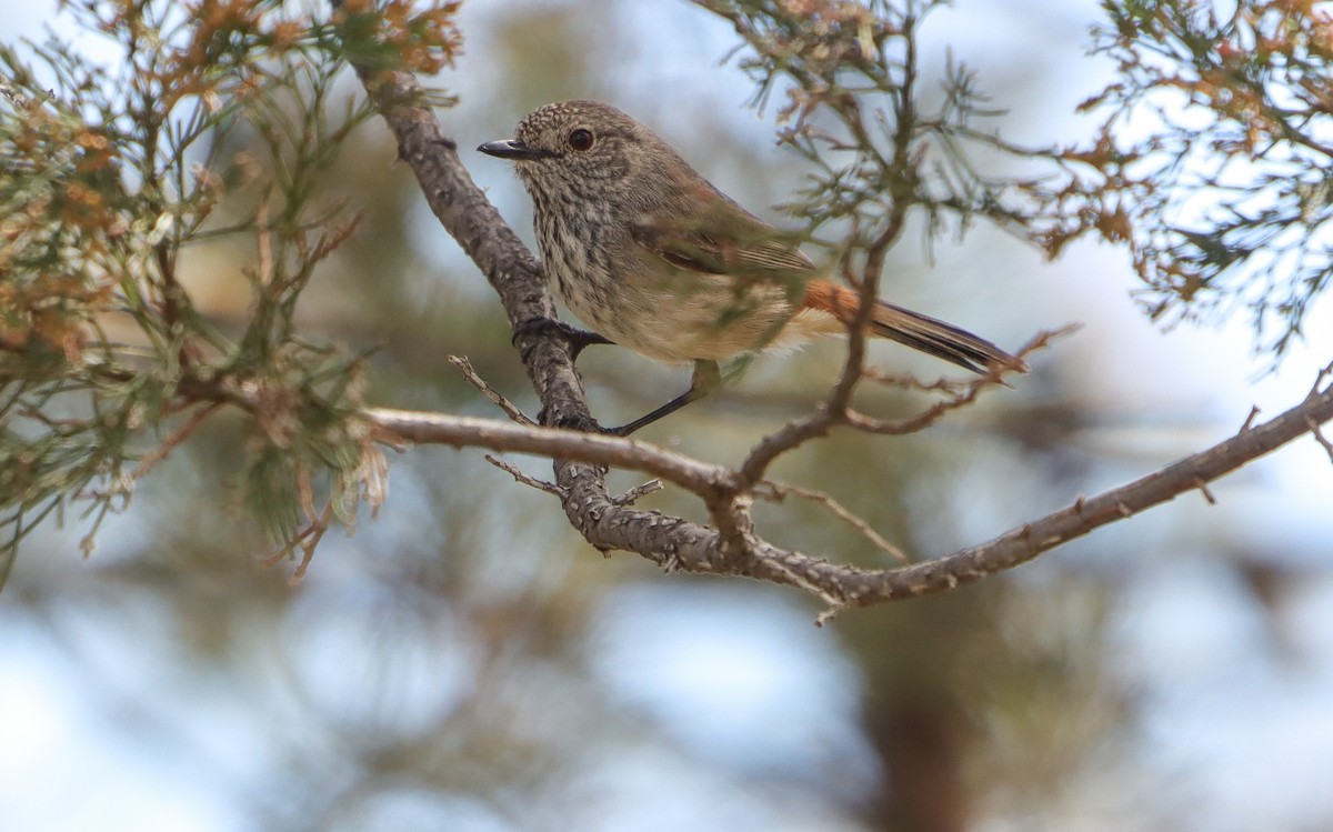 Inland Thornbill - ML642706273