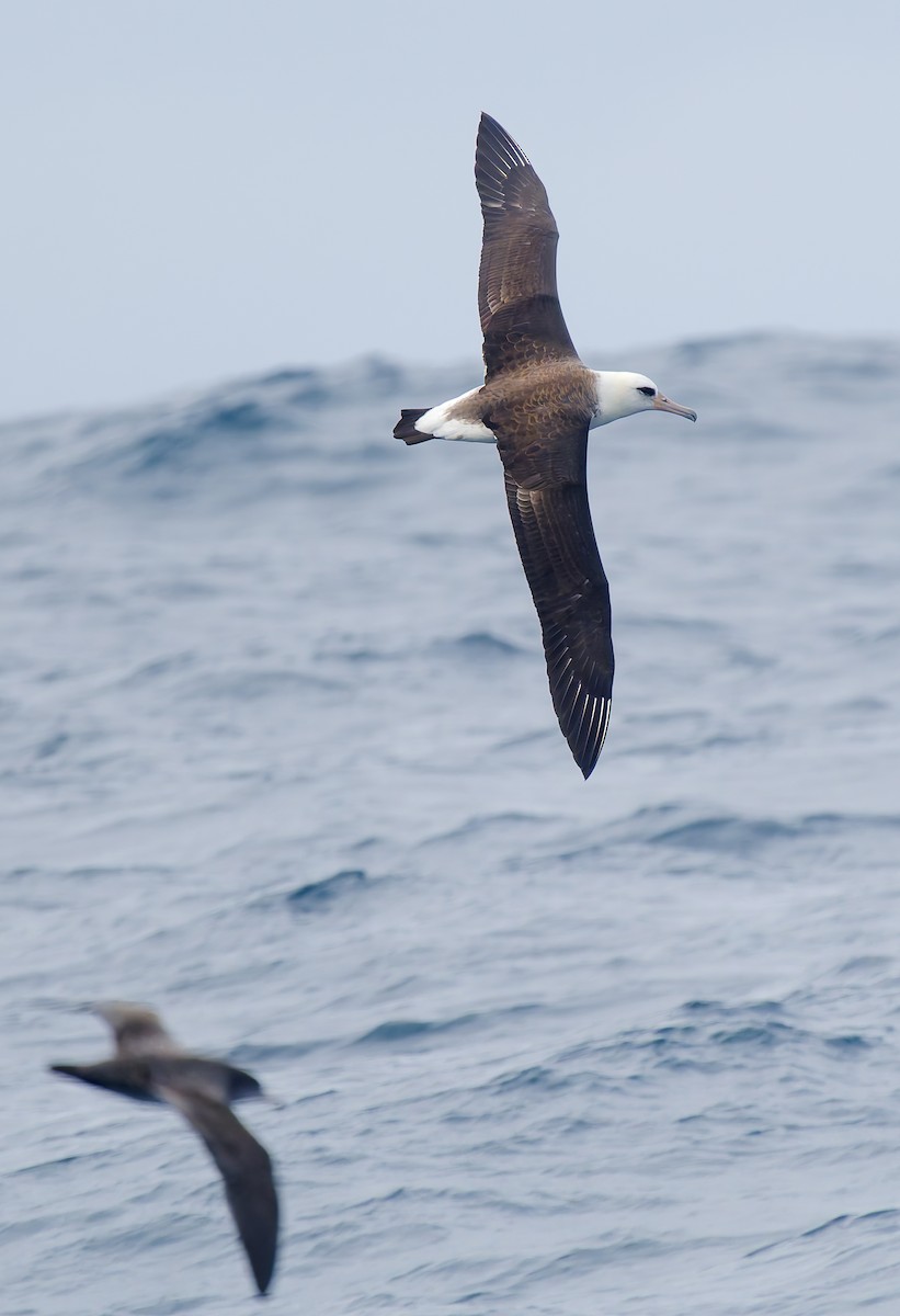 Laysan Albatross - ML642706276