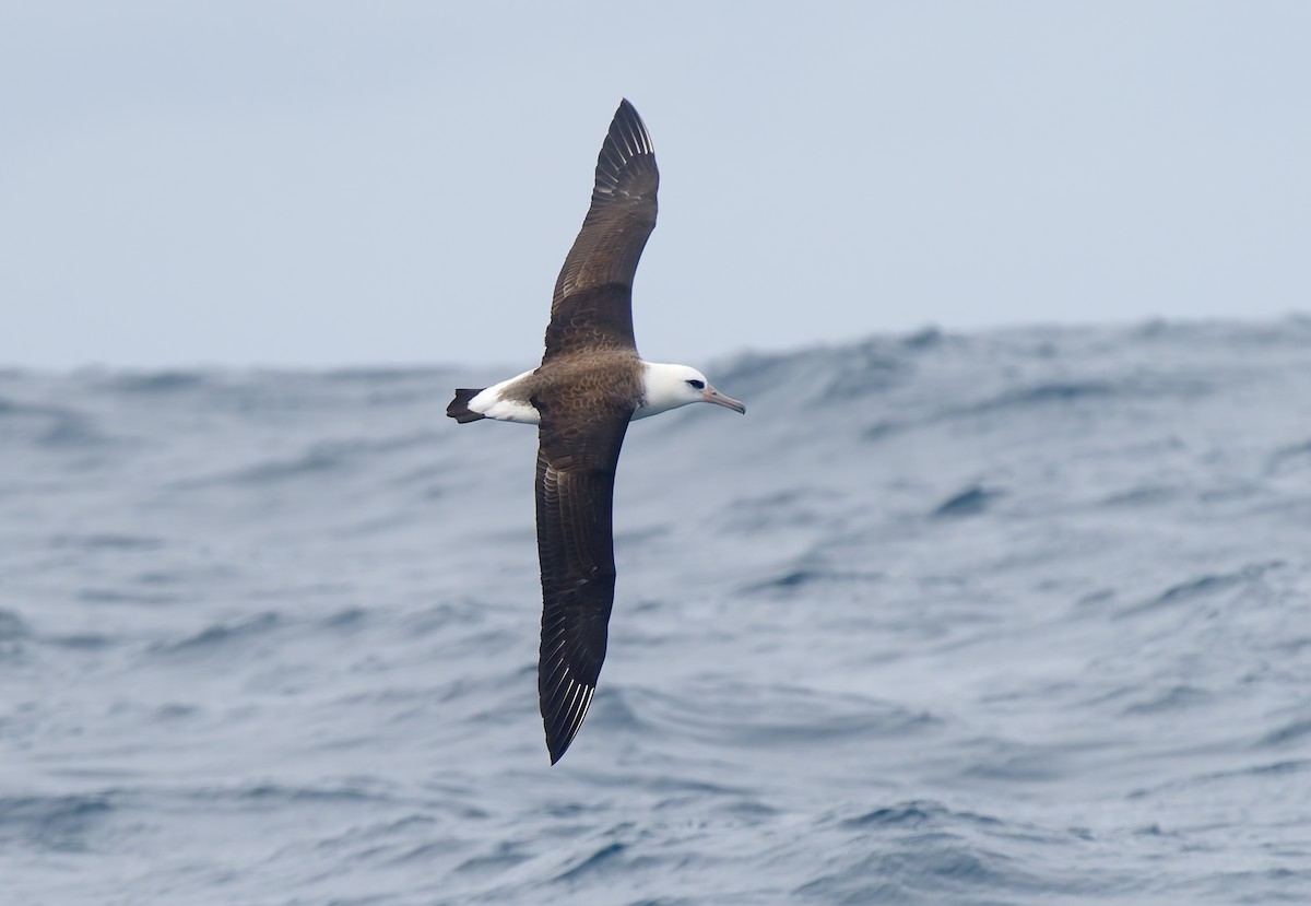 Laysan Albatross - ML642706277
