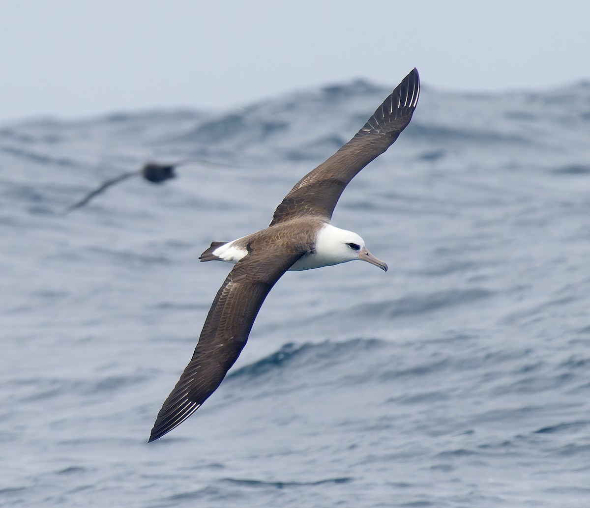 Laysan Albatross - ML642706278