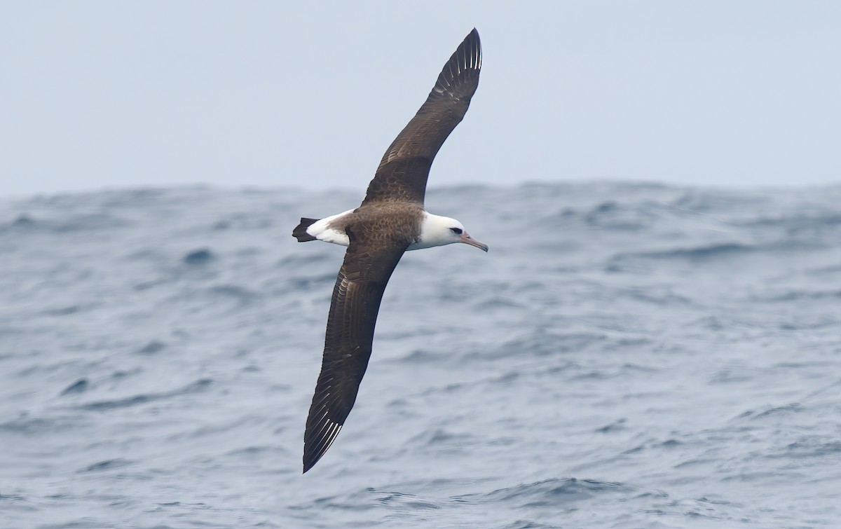 Laysan Albatross - ML642706279