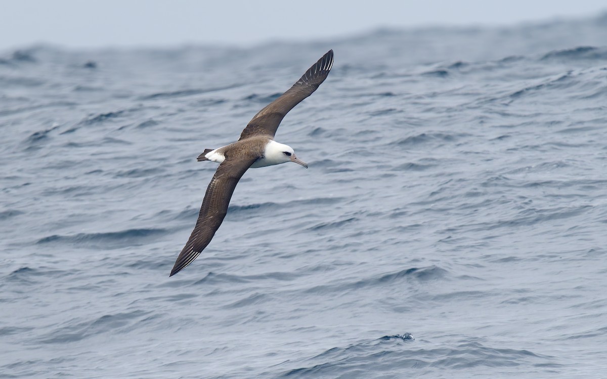 Laysan Albatross - ML642706280