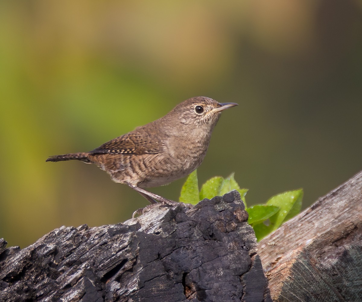 Northern House Wren - ML642706286