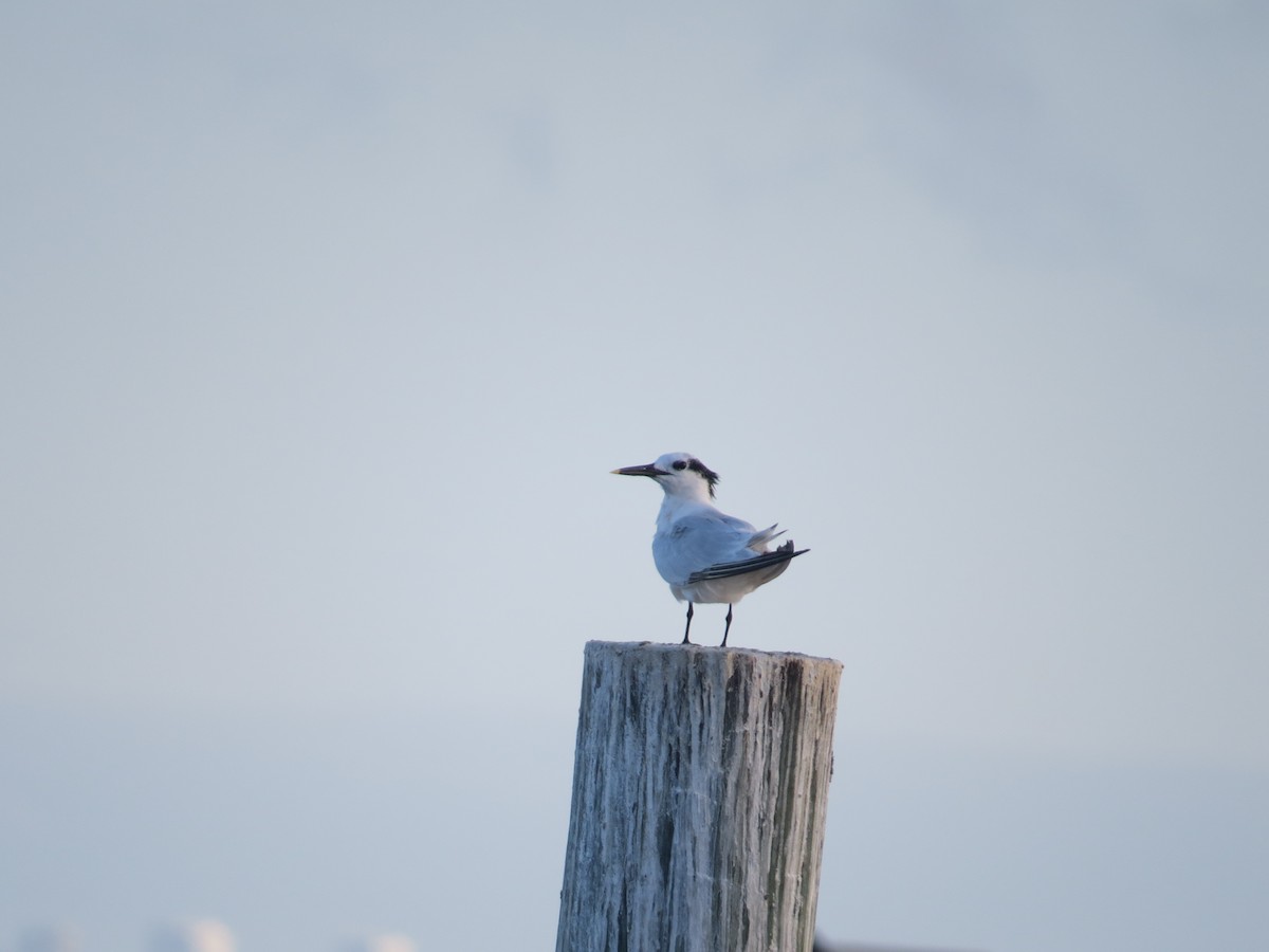 Sandwich Tern - ML642706287