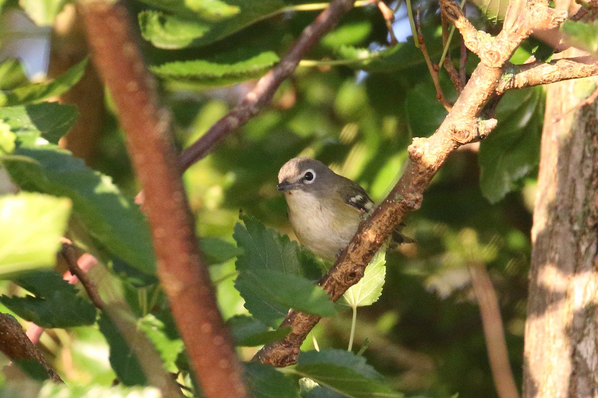 Blue-headed Vireo - ML642706288