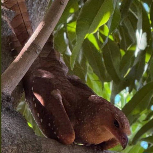 Oilbird - ML642706289