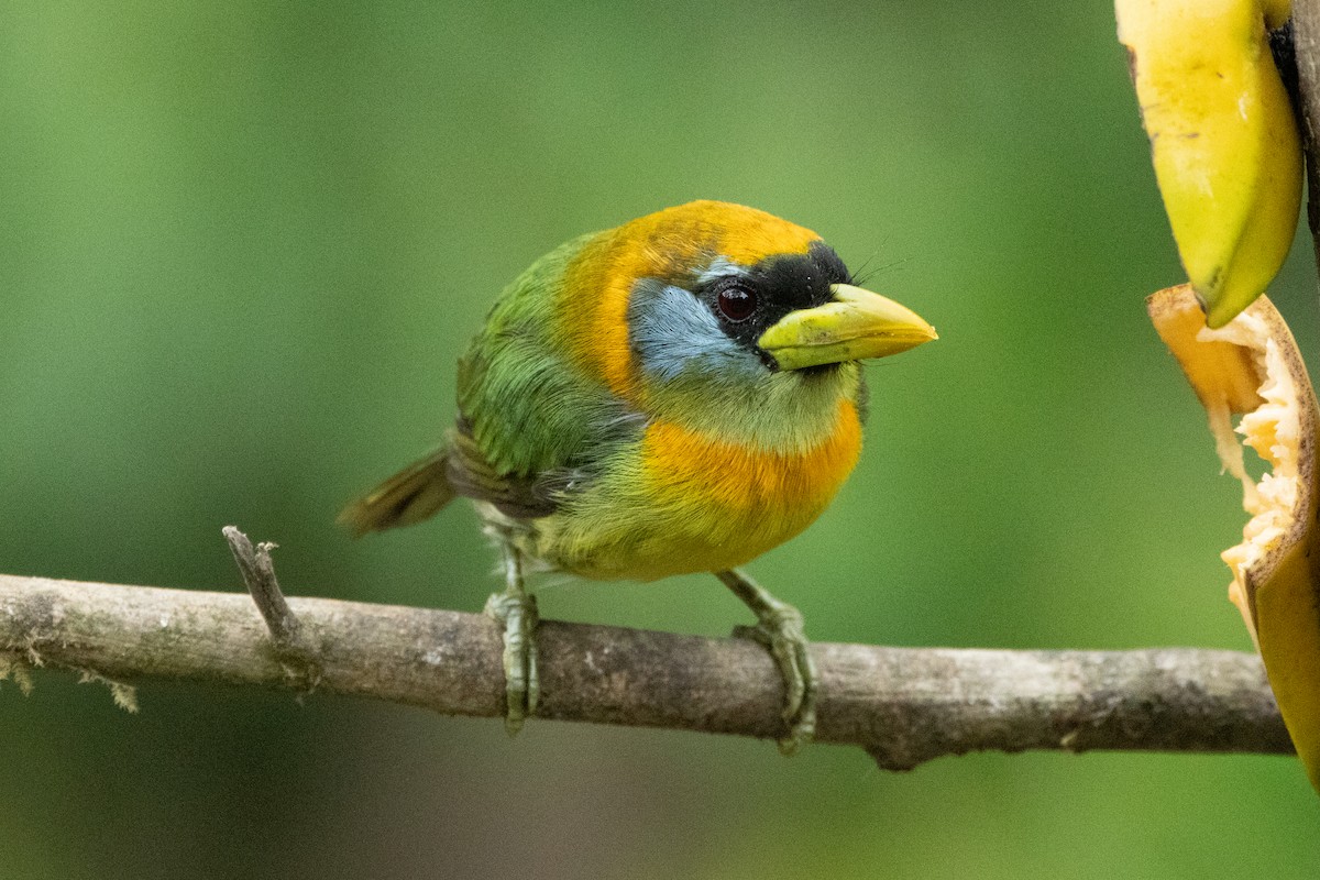 Red-headed Barbet - ML642706320