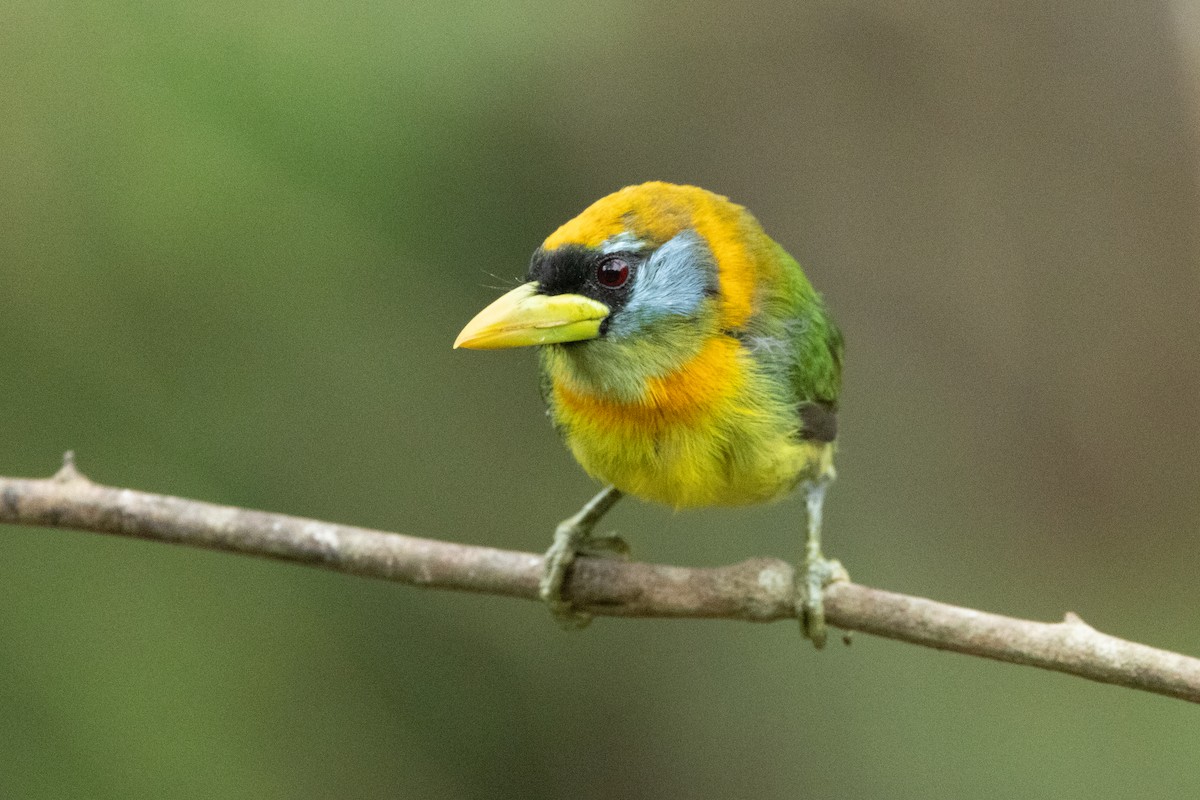 Red-headed Barbet - ML642706321
