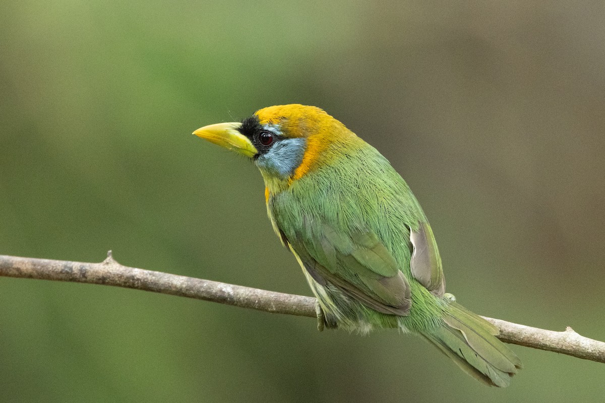 Red-headed Barbet - ML642706322