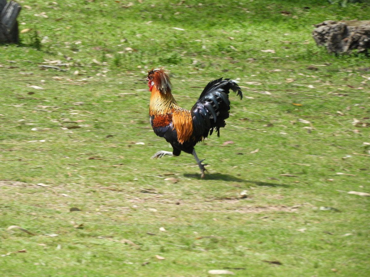 Red Junglefowl (Domestic type) - ML642706328