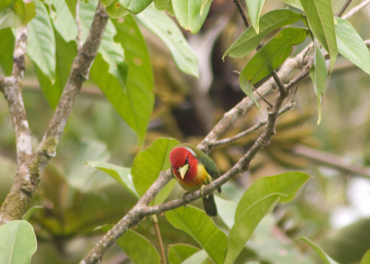 Red-headed Barbet - ML642706362