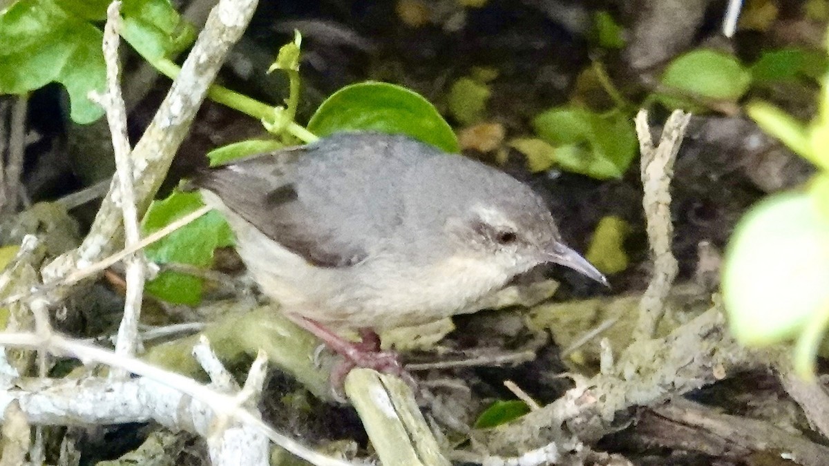 Long-billed Crombec - ML642706385