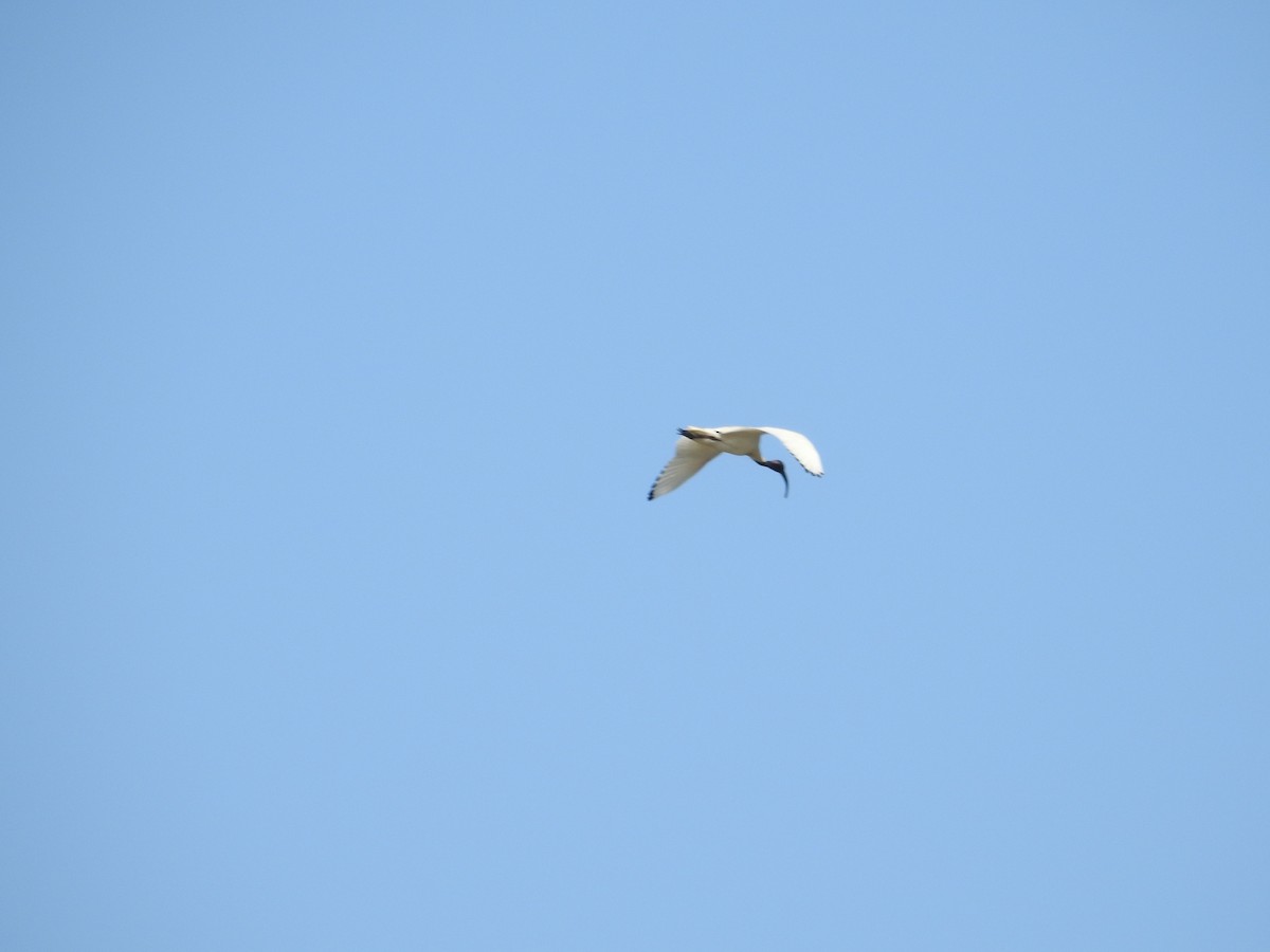Ibis à cou noir - ML642706413