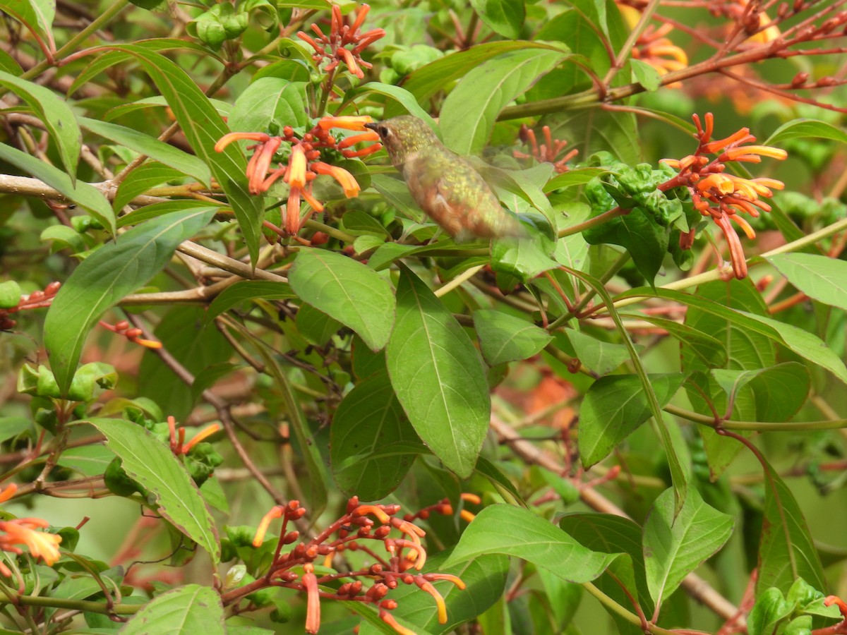 Rufous Hummingbird - ML642706414
