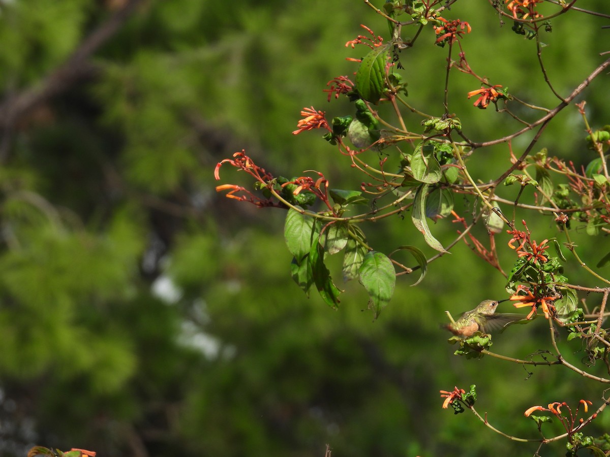 Rufous Hummingbird - ML642706416