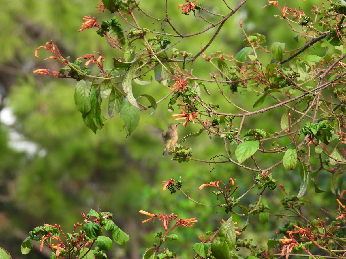 Rufous Hummingbird - ML642706417