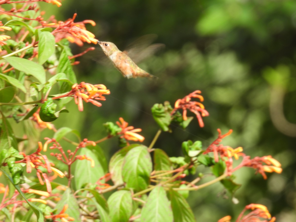 Rufous Hummingbird - ML642706419
