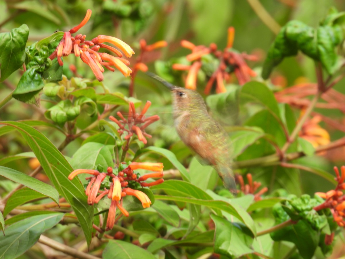 Rufous Hummingbird - ML642706420
