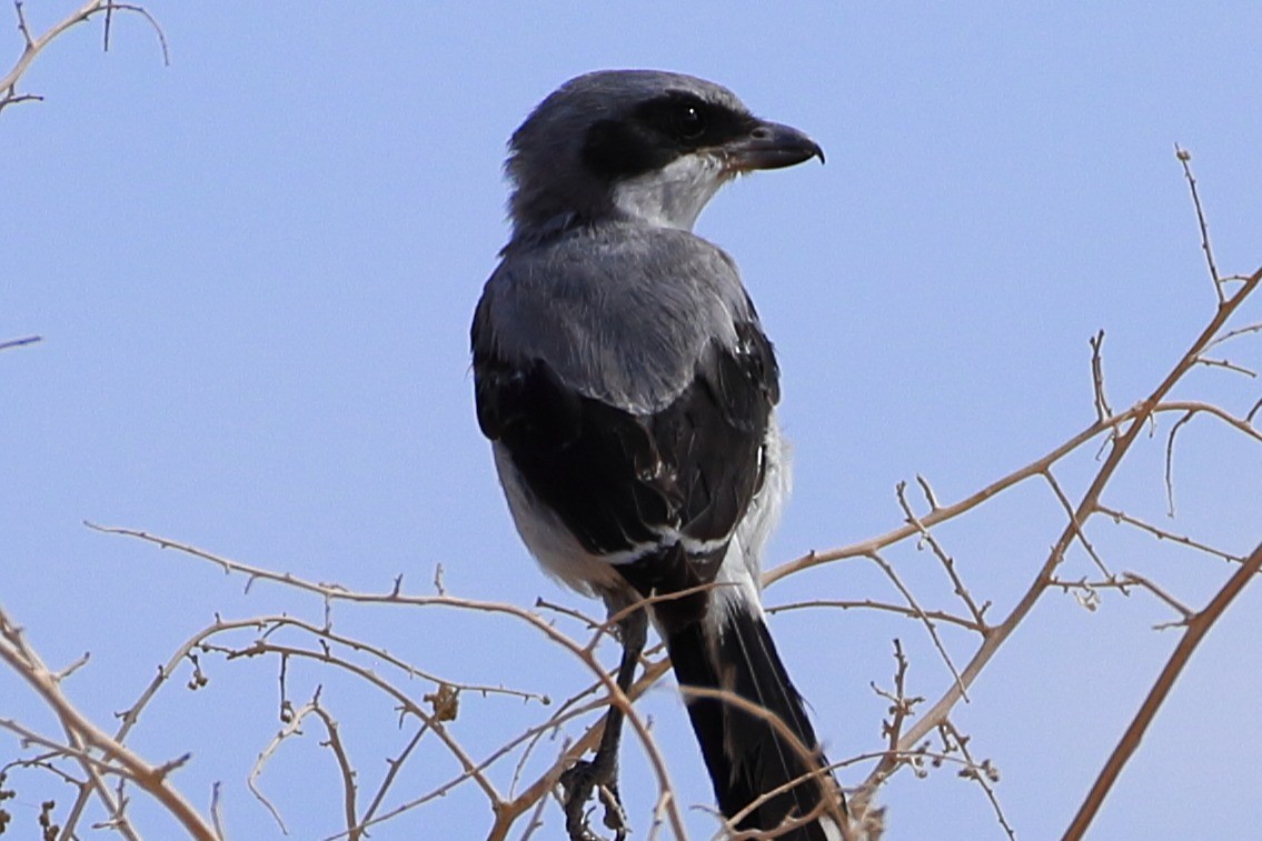 Pie-grièche migratrice - ML642706421